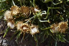 Senecio sundtii