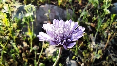 Knautia integrifolia