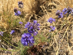 Gilia capitata chamissonis