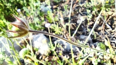 Knautia integrifolia