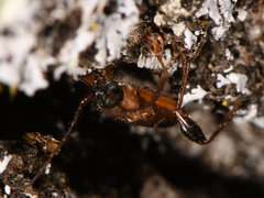 Phymatodes obliquus