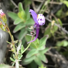 Linaria amethystea amethystea