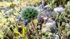 Knautia integrifolia