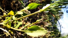 Knautia integrifolia