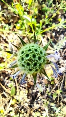 Knautia integrifolia