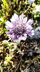 Knautia integrifolia