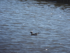 Clangula hyemalis image