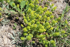 Cruciata taurica