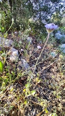 Knautia integrifolia