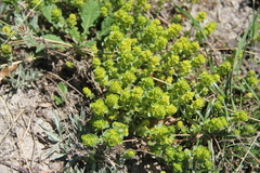 Cruciata taurica
