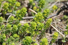 Cruciata taurica