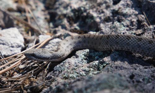 Photo of a Twin-spotted Rattlesnake (Crotalus pricei)