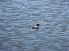 Clangula hyemalis image