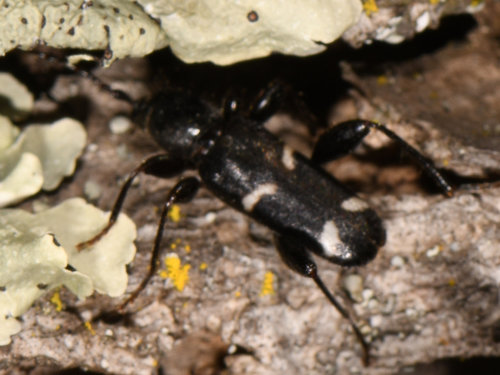 Phymatodes obliquus