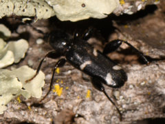 Phymatodes obliquus
