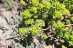 Cruciata taurica