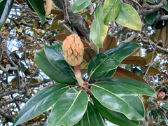 Magnolia grandiflora