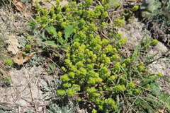 Cruciata taurica