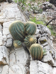 Ferocactus glaucescens