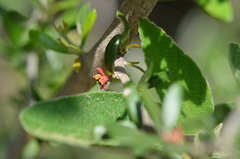 Castela erecta