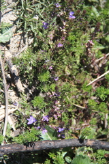 Veronica filifolia