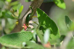 Castela erecta