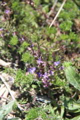 Veronica filifolia