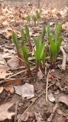 Allium tricoccum