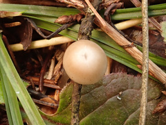 Mycena plumipes