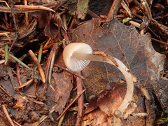 Mycena plumipes