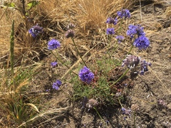 Gilia capitata chamissonis