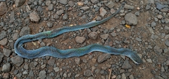 Erythrolamprus typhlus