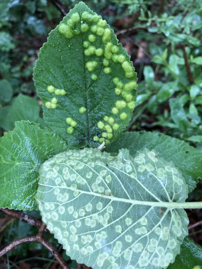 Viburnum gall midge