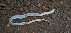 Erythrolamprus typhlus