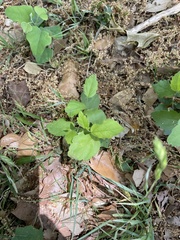 Rhynchosida physocalyx