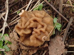 Gyromitra gigas
