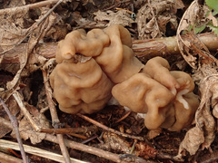 Gyromitra gigas