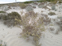 Acalypha californica