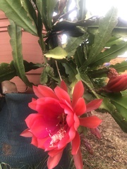 Disocactus ackermannii