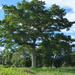 Kapok Tree - Photo (c) Alejandro  Bayer Tamayo, some rights reserved (CC BY-SA)