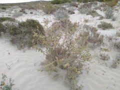 Acalypha californica