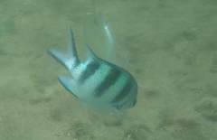 Abudefduf natalensis