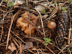 Gyromitra gigas