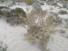 Acalypha californica