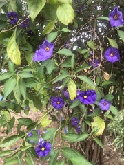 Lycianthes rantonnetii