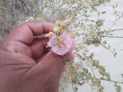 Acalypha californica