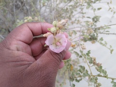 Acalypha californica