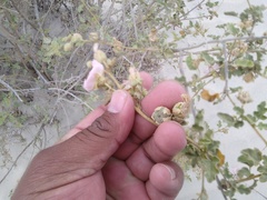 Acalypha californica
