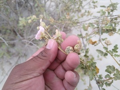 Acalypha californica