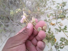 Acalypha californica